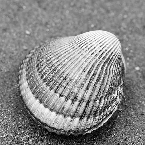 Alaska-Ketchikan-cockle shell on beach Coastal Print